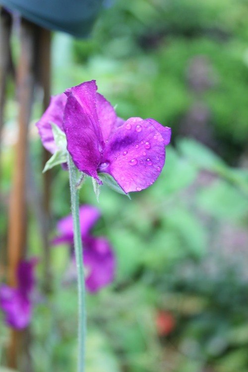 Aug18 (11)