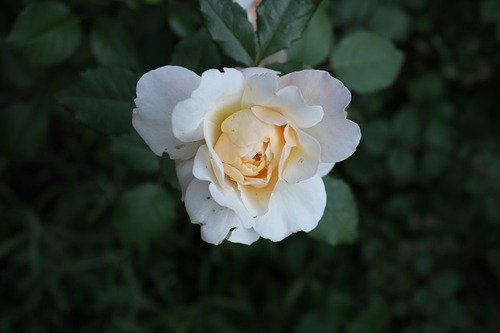 June27_cr3