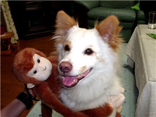 koro_monkey