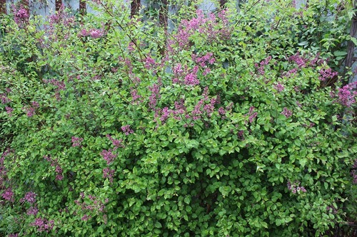 May21_dl1