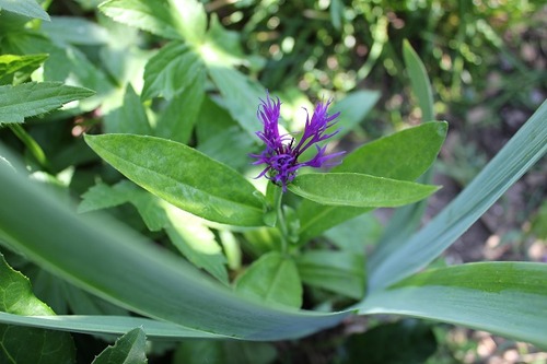 June20_centaurea