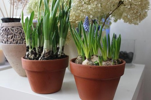 Feb8_bulbs1