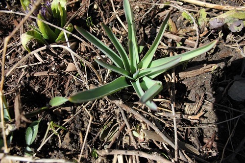 March29_allium3