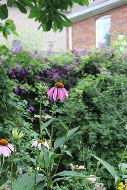 July23_ (14)