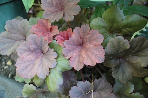 Aug9_heuchera