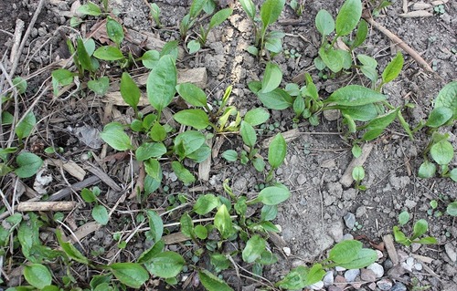 May3_echinacea