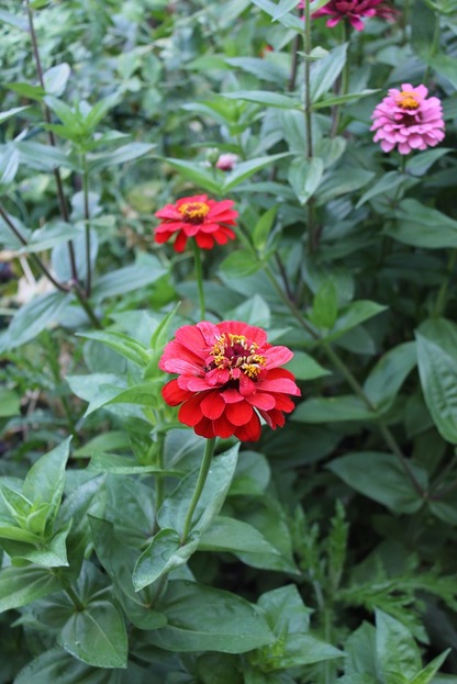 Aug23_zinnias2