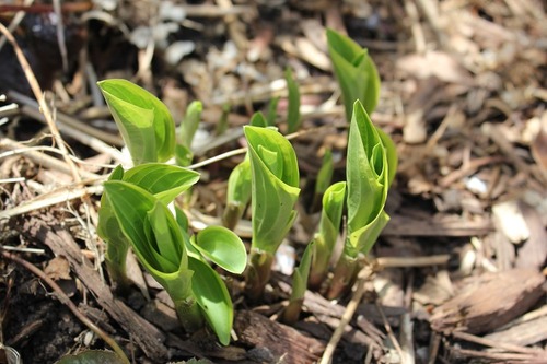 May7_hosta2