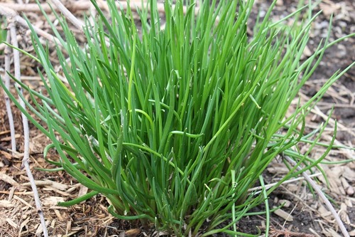 April26_chives