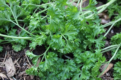 Nov29_parsley