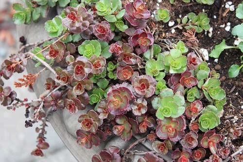 Apr25_sedums