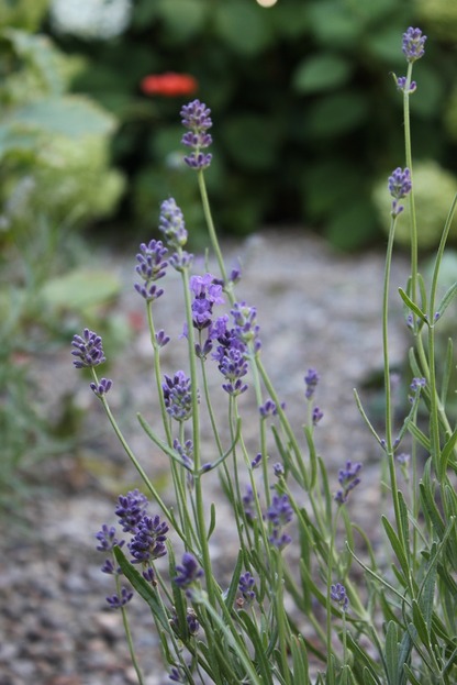 Aug9_lavender2