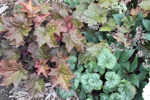 Aug5_heucheras