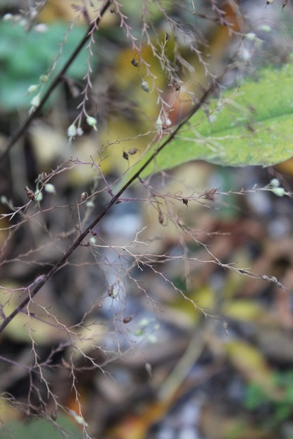 Nov5_heuchera