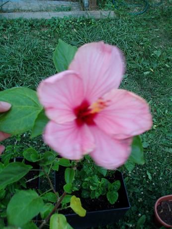 hibiscusJuly21