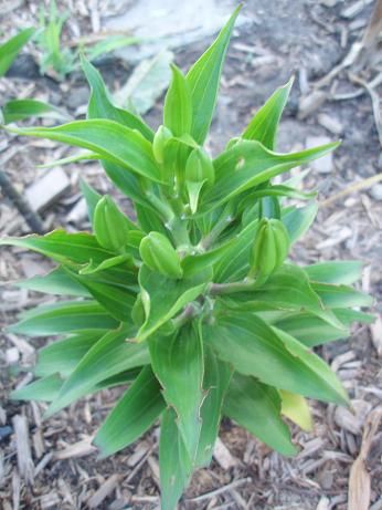 June23_lilly