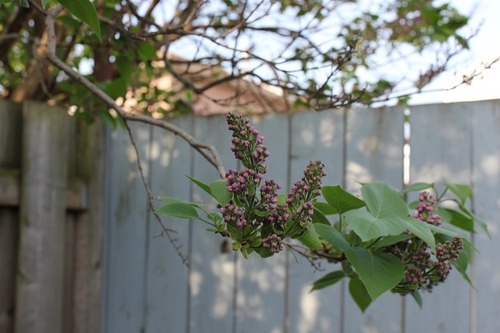 May10_lilac2