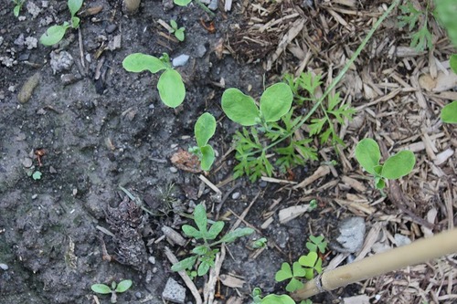 June12_sweetpeas