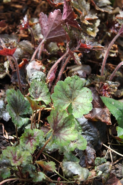 May14_heucheras