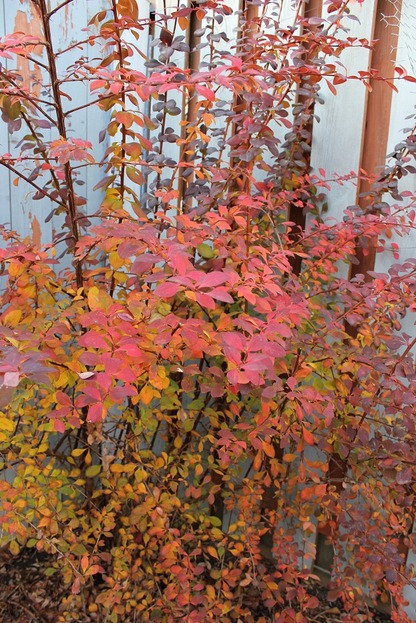 Nov28_bbrc1