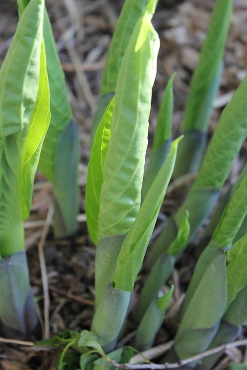 May17_ hosta1