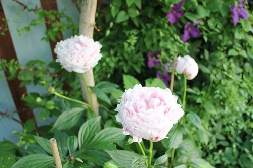 June22_peony1