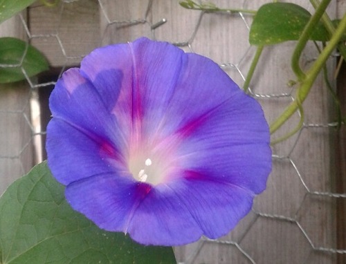 20150727_065900_resized