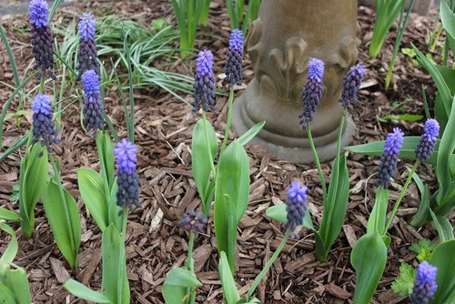 May17_muscari