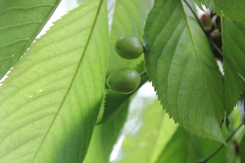 May27_cherries