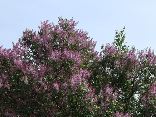 May21 (8)