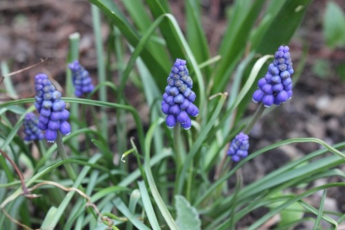 Apr29_ muscari2
