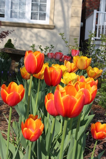 May10_ftulips