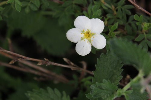 June_10_potentilla2