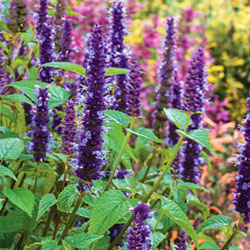 Agastache hybrida 'Astello Indigo'