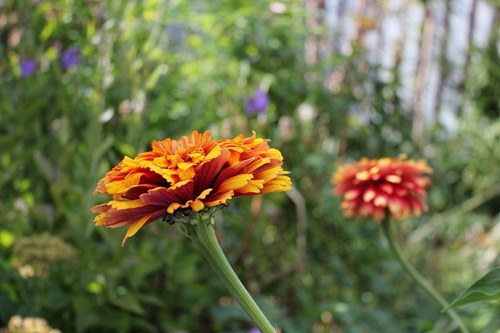 Sept28_zinnias1