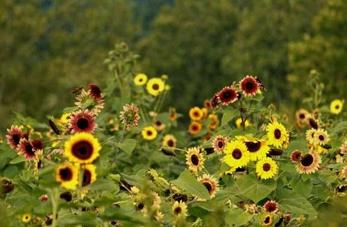 Autumn Beauty Sunflower2