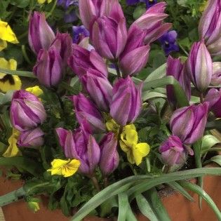 PulchellaChineseCoralMiniBotanicalTulip