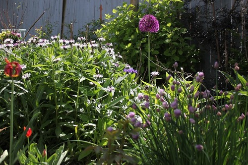 June1_purples