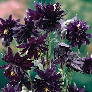 aquilegiaBBSample