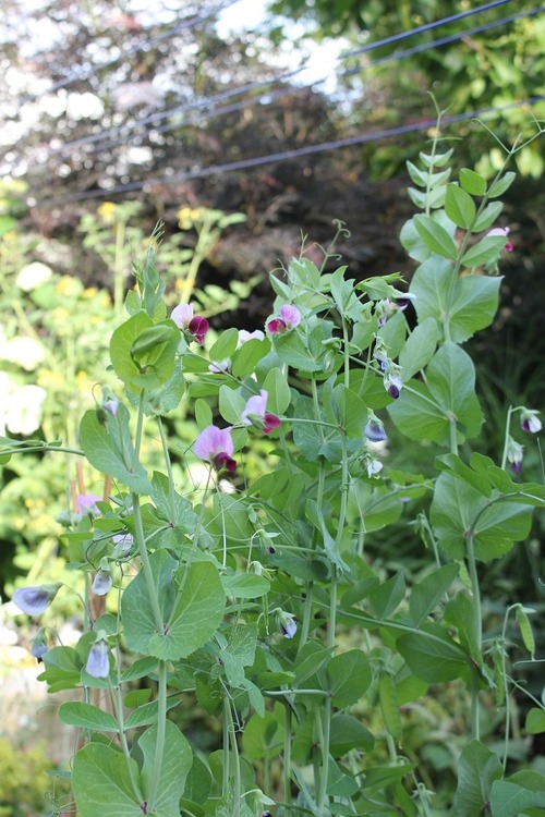 July8_ (45)