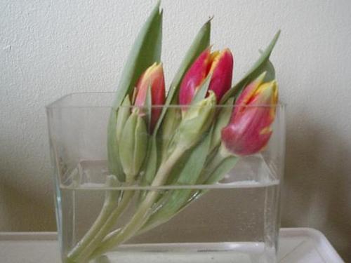 tulips