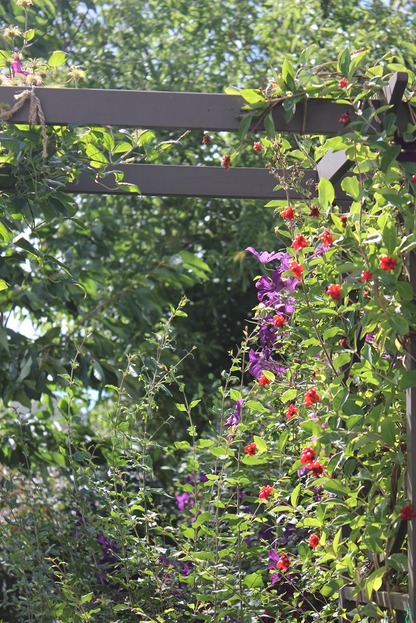 Aug21_arbour