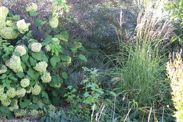 西洋ニワトコ バーベナ ボナリエンシス Toronto News Letter