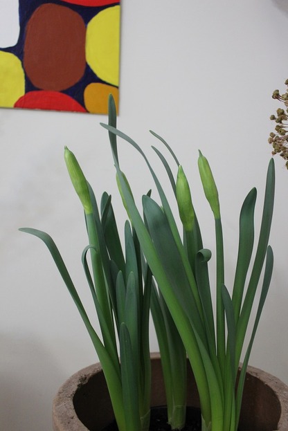 Feb21_daff1