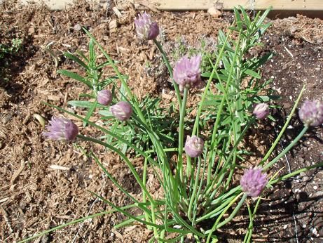 May21_chives