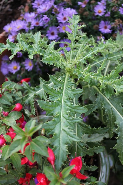 Oct4_eryngium