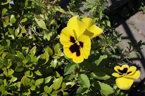 Aug24_ypansy