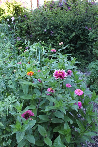 Aug9_zinnia1