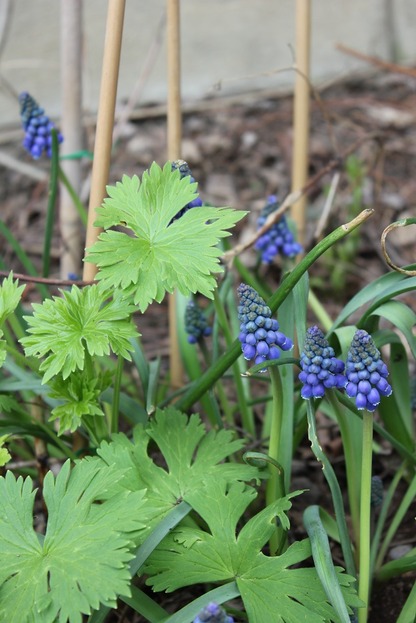 May7_muscari3