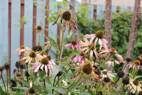 Oct13_echinacea